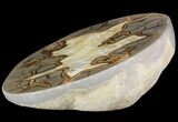 Beautiful Septarian Nodule Polished End-Cut #49610-1